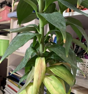 百合花叶子发黄怎么办？如何正确处理和预防？