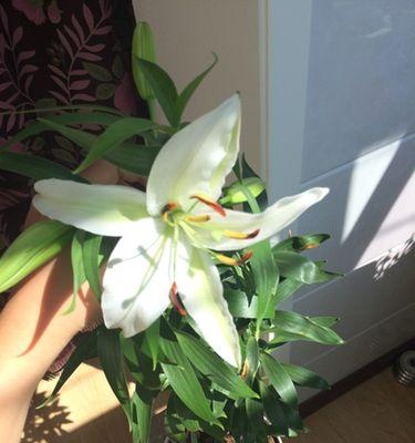 百合花移盆后需要浇水吗？移盆后的正确浇水方法是什么？