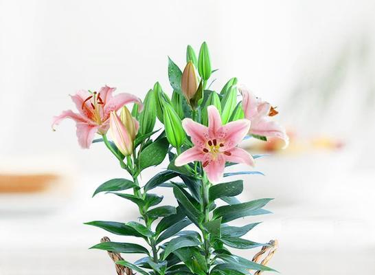 种植百合花时盆栽大小如何选择？合适尺寸的盆对百合生长有何影响？