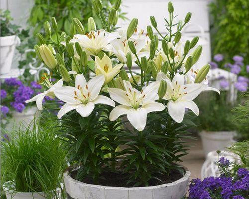 种植百合花时盆栽大小如何选择？合适尺寸的盆对百合生长有何影响？