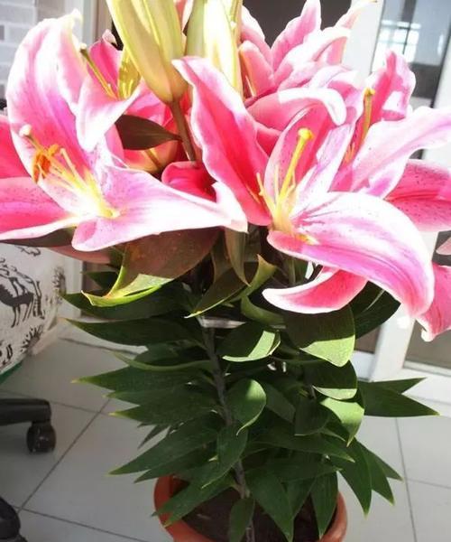种植百合花时盆栽大小如何选择？合适尺寸的盆对百合生长有何影响？