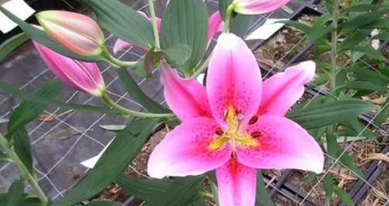 百合花有多少品种？如何区分不同种类的百合花？