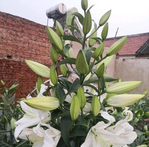 百合花通常有几个花瓣？花瓣数量对花语有何影响？