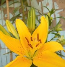百合花通常有几个花瓣？花瓣数量对花语有何影响？
