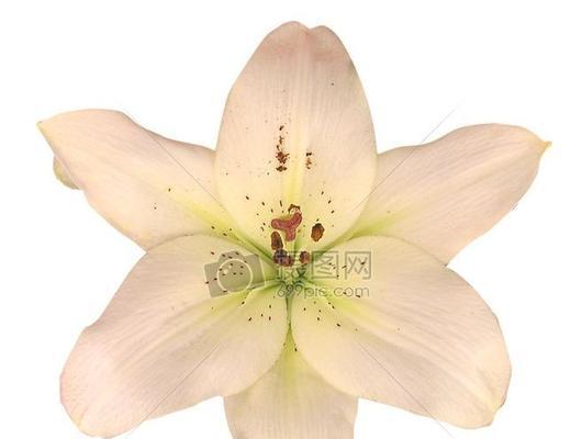 百合花通常有几个花瓣？花瓣数量对花语有何影响？