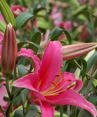 百合花有香味吗？如何辨别百合花的香气？
