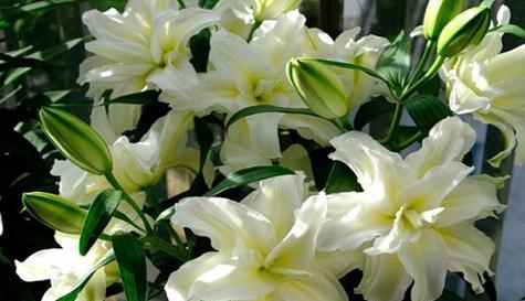 百合花有香味吗？如何辨别百合花的香气？
