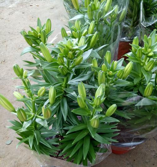 百合花有香味吗？如何辨别百合花的香气？