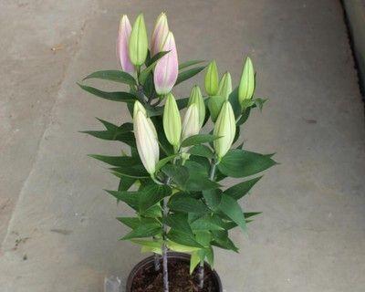 百合花又叫什么名字？你知道它的别称吗？