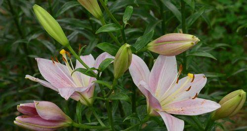 百合花又叫什么名字？你知道它的别称吗？