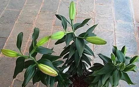 室内养殖百合花有毒吗？如何安全养护？
