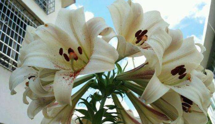 百合花繁殖方法有哪些？繁殖过程中应注意什么问题？