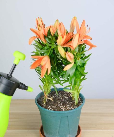 百合花分株的最佳时间是什么时候？分株繁殖方法图解？