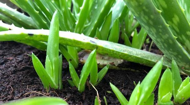 百合花分株的最佳时间是什么时候？分株繁殖方法图解？
