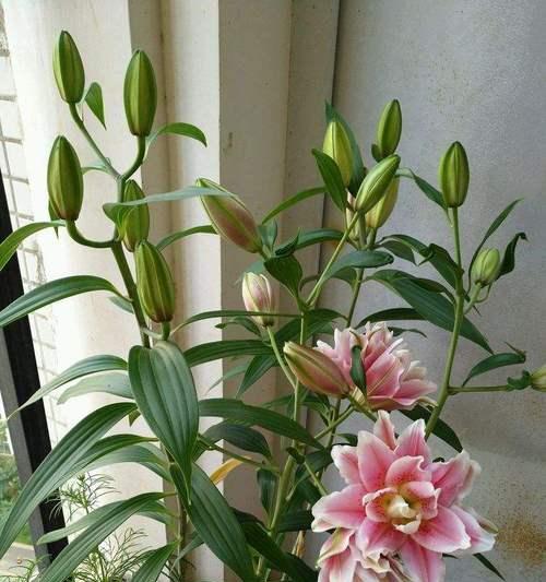 百合花修剪技巧有哪些？剪枝时应注意什么问题？