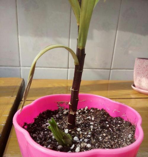 百合花留种子的方法是什么？留种后如何正确处理？