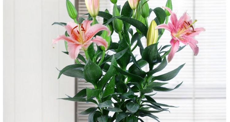 百合花怎么养殖方法？有哪些常见问题需要注意？