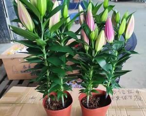 百合花怎么养殖方法？有哪些常见问题需要注意？