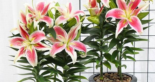 百合花怎么养殖方法？有哪些常见问题需要注意？