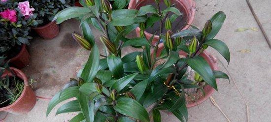 百合花种植指南：最佳栽种时间和步骤是什么？