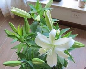 百合花种球水养方法及注意事项是什么？