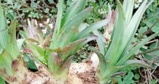百合花种子可以吃吗？食用安全性和方法是什么？
