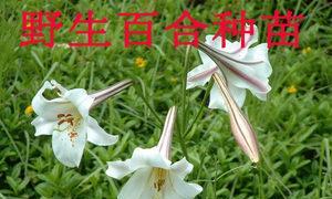 百合花种子可以吃吗？食用安全性和方法是什么？