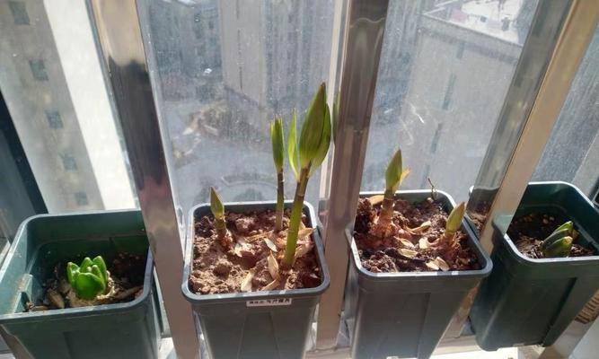 百合花种子怎么种植方法？种植过程中需要注意哪些问题？