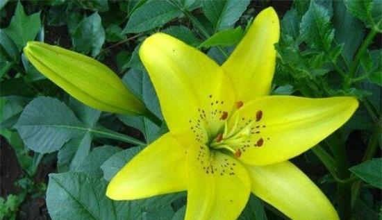 百合几月份开花？不同品种的百合花期有何不同？
