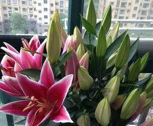 百合几月份开花？不同品种的百合花期有何不同？