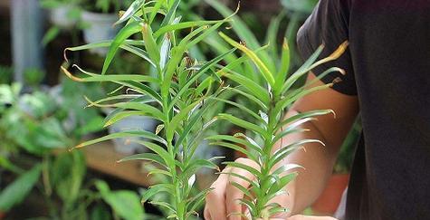百合几月份种植最合适？最佳种植时间是什么时候？