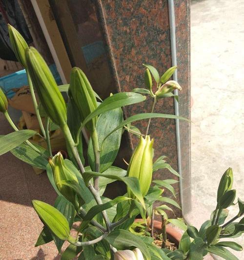 百合几月份种植最合适？如何确保高成活率？
