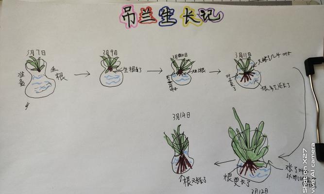 百合浇水的最佳时间是什么时候？如何正确进行浇水？