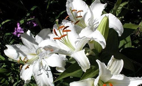 百合开花了还能吃吗？食用安全性和方法是什么？