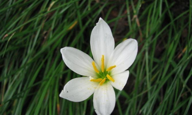 百合科葱属花卉有哪些种类？它们的特性是什么？
