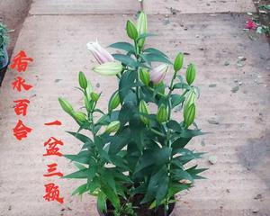 百合可以种在土里吗？种植百合的正确方法是什么？