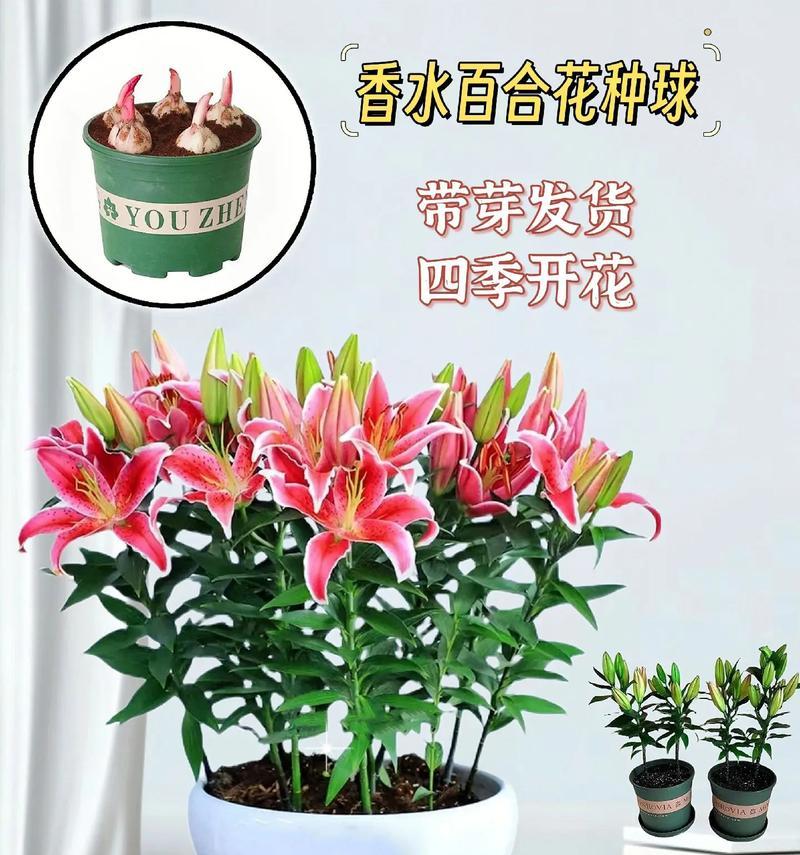 百合可以种在土里吗？种植百合的正确方法是什么？