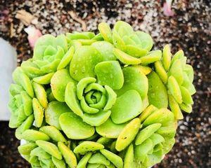 百合丽多肉怎么养？养植过程中常见的问题有哪些？
