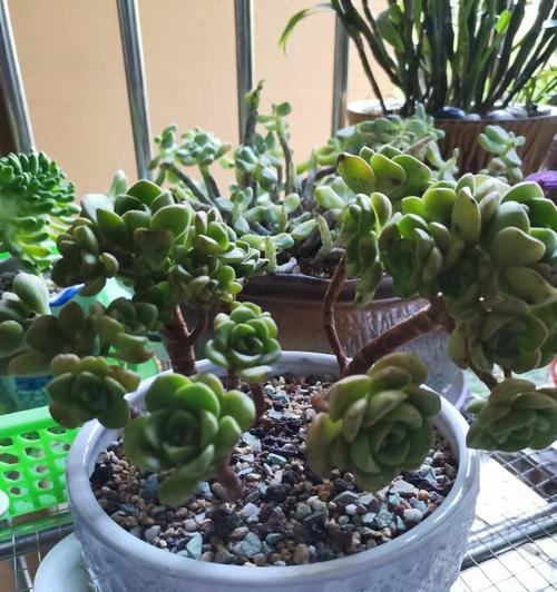 百合丽多肉怎么养？养植过程中常见的问题有哪些？