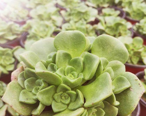 百合丽多肉怎么养？养植过程中常见的问题有哪些？