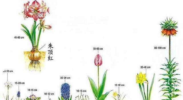 百合莉莉繁殖方法有哪些？繁殖时应注意什么问题？
