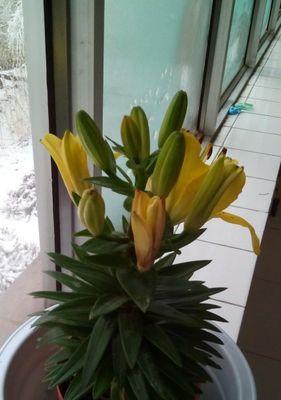 百合耐冻吗冬天怕不怕冻？如何在冬季保护百合植物？