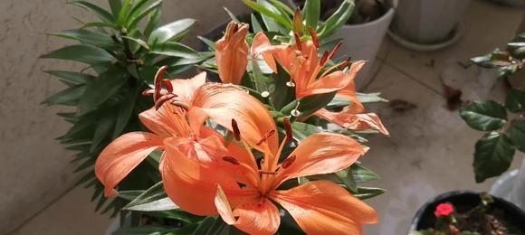 百合能晒太阳吗？如何正确养护百合植物？