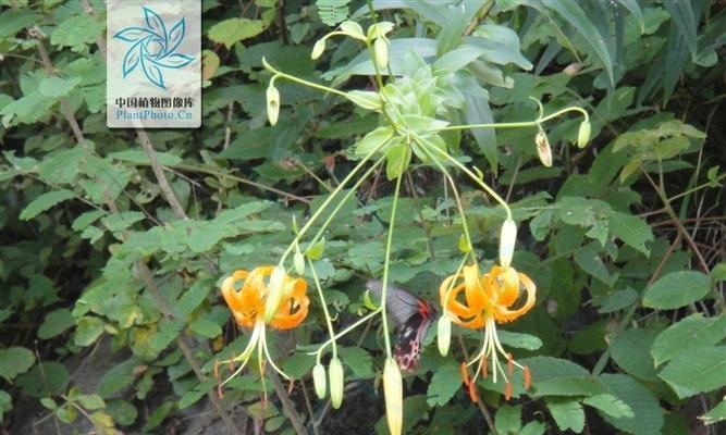 百合植物养护：如何应对温度变化？
