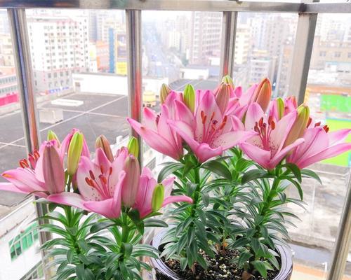 百合什么时候开花？不同品种的开花时间是几月份？