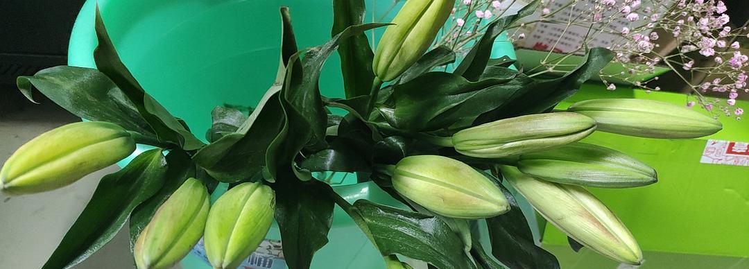 百合最佳收获时间是什么时候？几月份收获最合适？