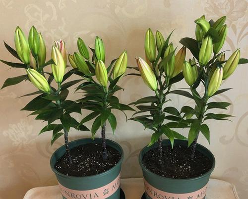 百合施什么肥最好？如何根据生长阶段选择肥料？
