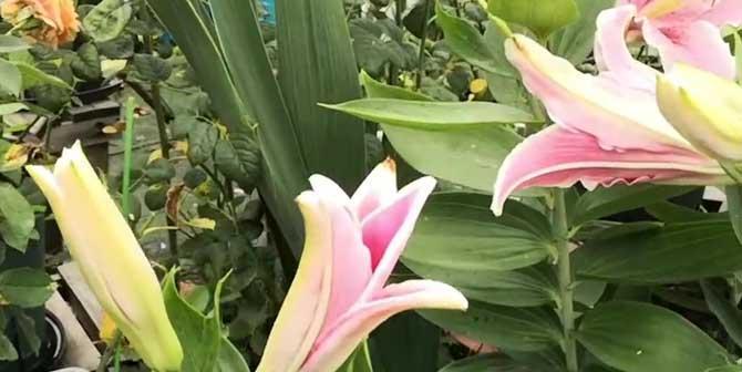 百合属于被子植物吗？它们的分类特点是什么？