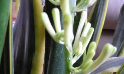 百合属于单子叶植物吗？如何区分单子叶和双子叶植物？