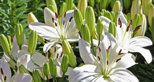 百合是多年生植物吗？如何正确养护百合？